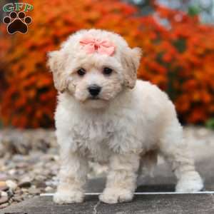 Poppy, Bich-Poo Puppy